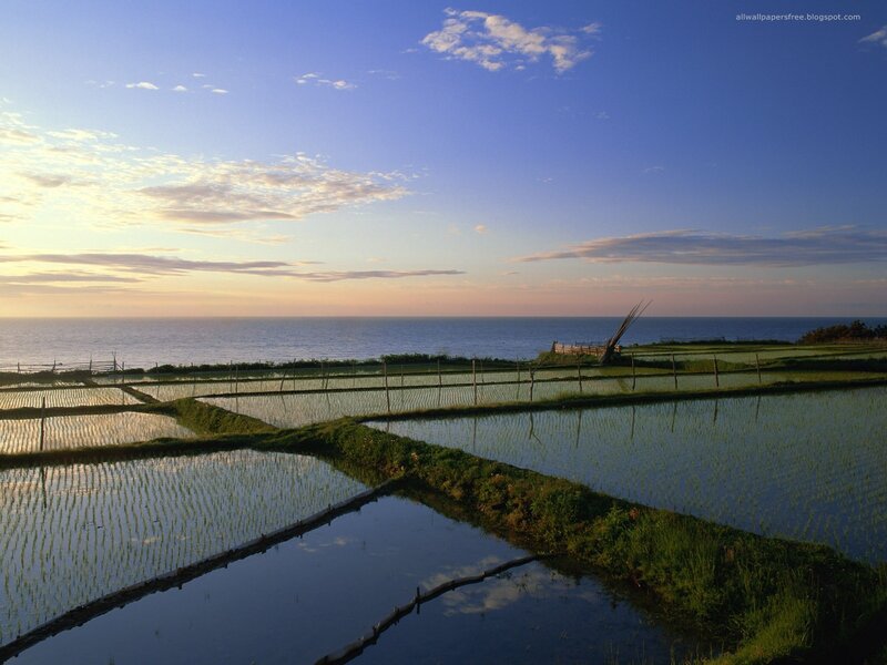 Rice paddies by the sea at sunset