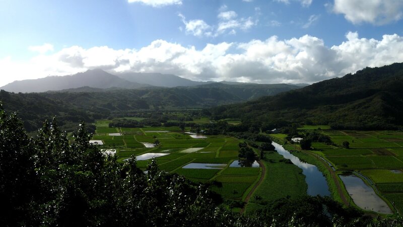 Rice paddies in a mountain valley