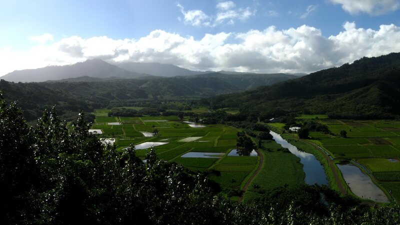 Rice paddies in a valley