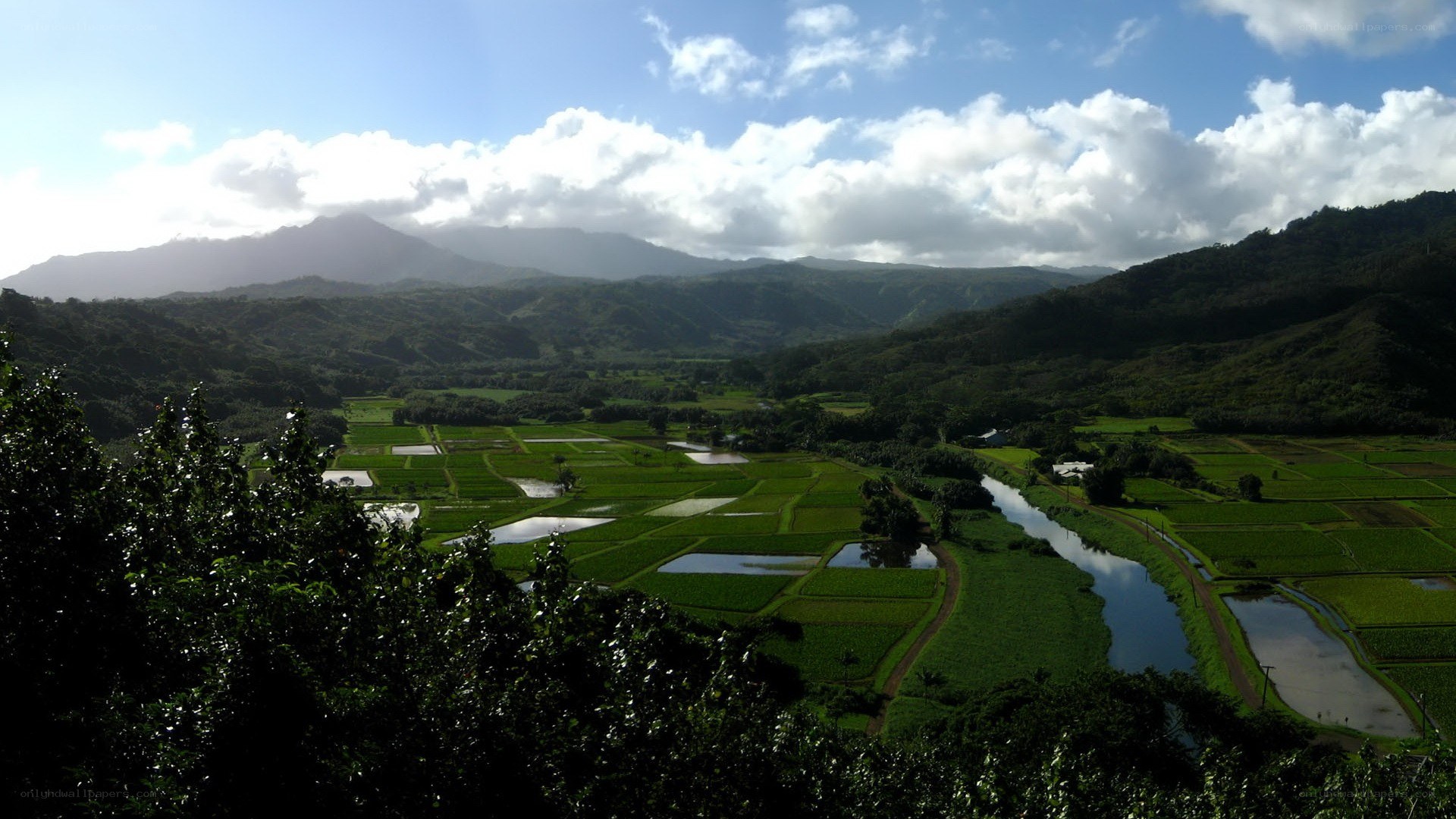 Rice paddies in a valley