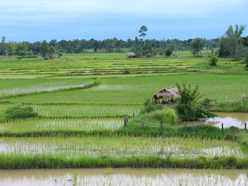 Rice paddies in rural Thailand