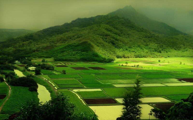 Rice Paddies in Valley — Green, Serene, Morning, Photograph, Mountains