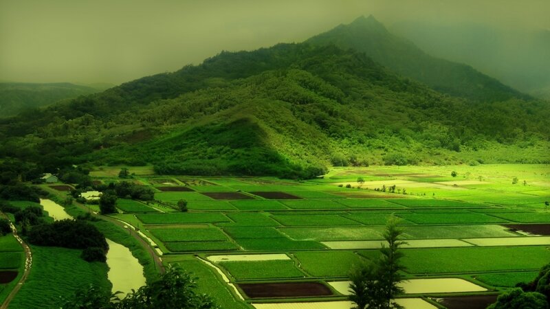 Rice Paddies in Valley — Green, Serene, Morning, Photograph