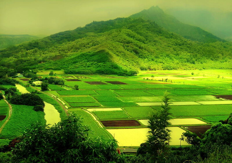 Rice Paddies in Valley — Green, Serene