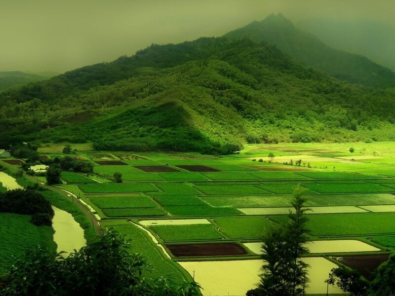 Rice Paddies in Valley — Green