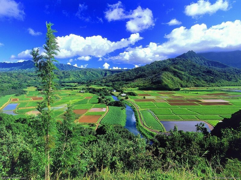 Rice Paddies in Valley