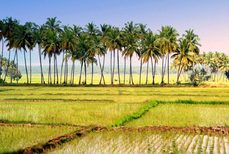 Rice Paddies with Palm Trees — Green, Serene