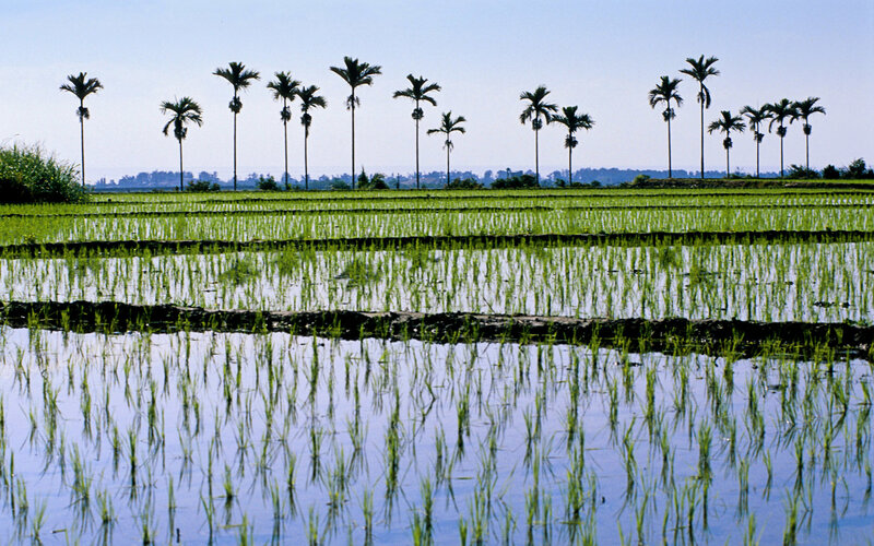 Rice Paddies with Palm Trees — Green