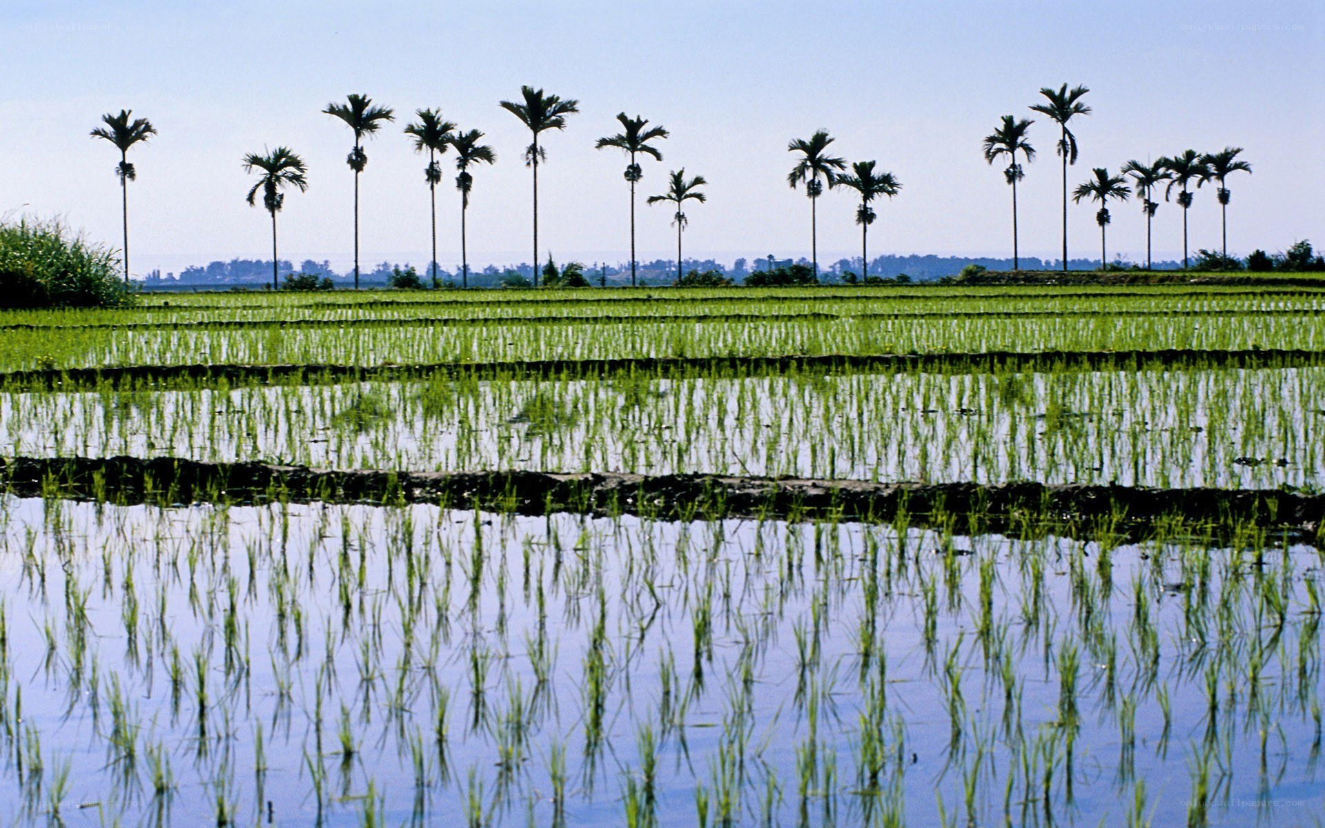 Rice paddies with palm trees