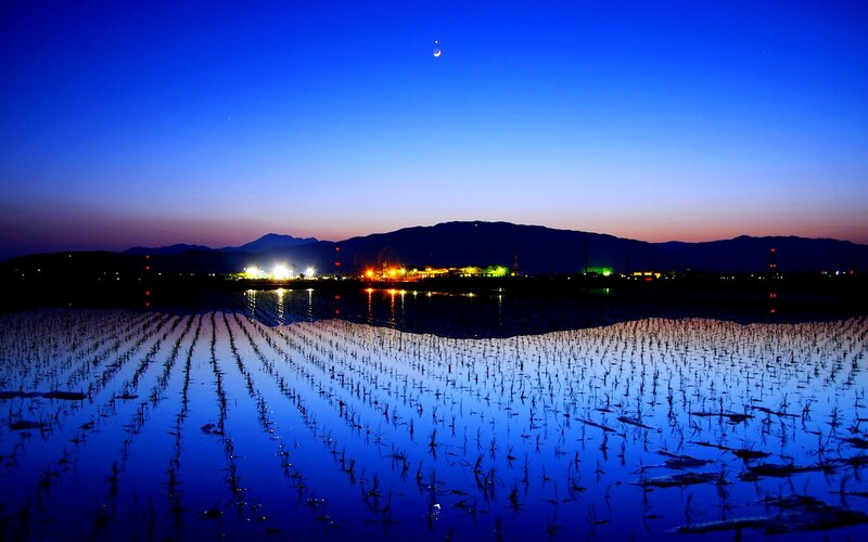 Rice Paddy at Dusk — Blue
