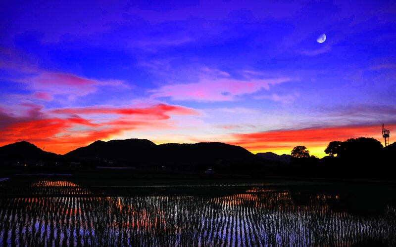 Rice Paddy at Dusk