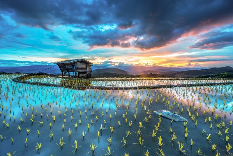 Rice Paddy at Sunset — Blue, Dramatic
