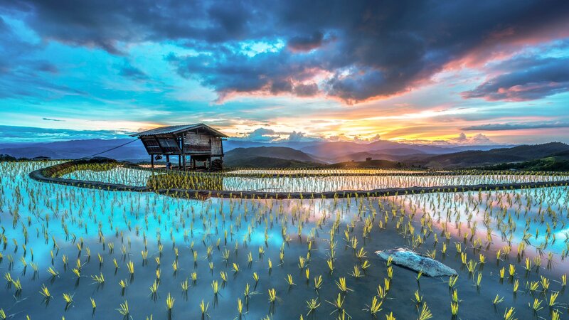 Rice Paddy at Sunset — Blue, Serene, Photograph