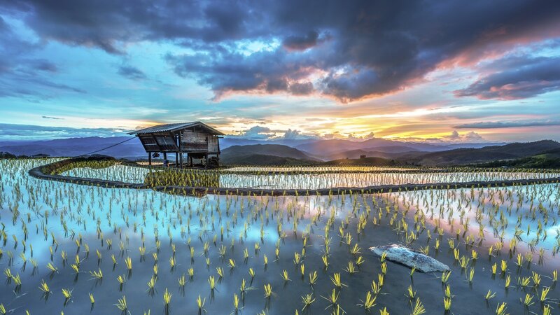 Rice Paddy at Sunset — Blue, Serene