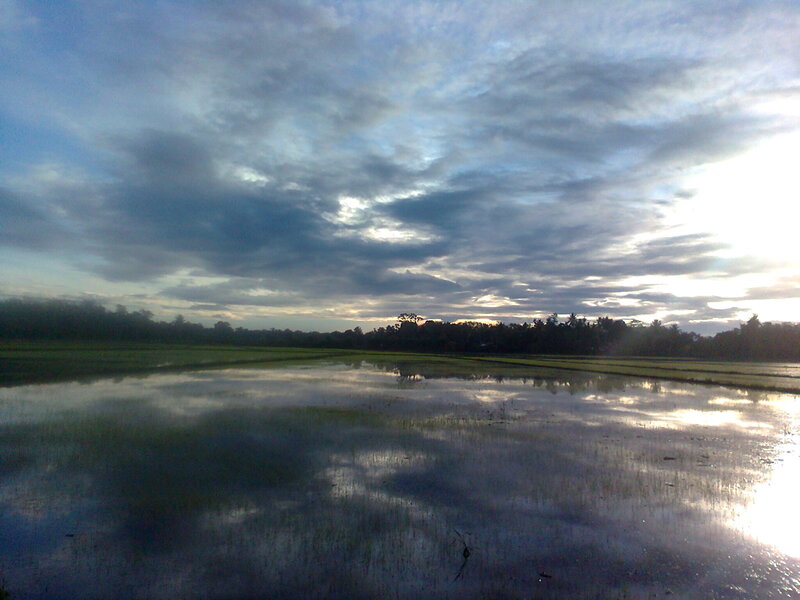 Rice Paddy at Sunset — Blue