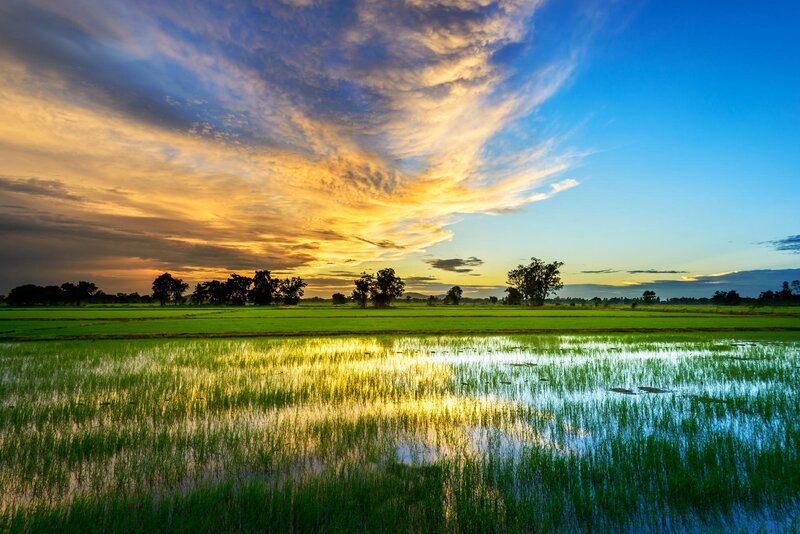 Rice Paddy at Sunset — Green