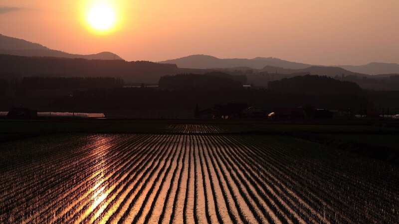 Rice Paddy at Sunset — Orange, Serene, Photograph, Mountains