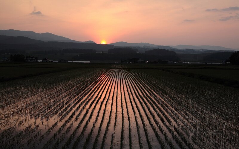 Rice Paddy at Sunset — Orange, Serene, Photograph