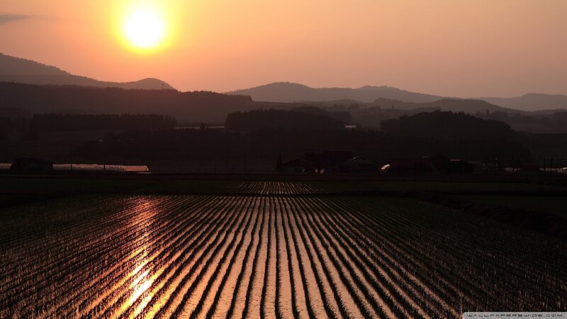 Rice Paddy at Sunset — Orange, Serene