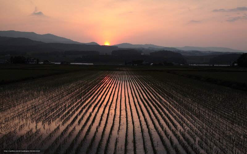 Rice Paddy at Sunset — Orange
