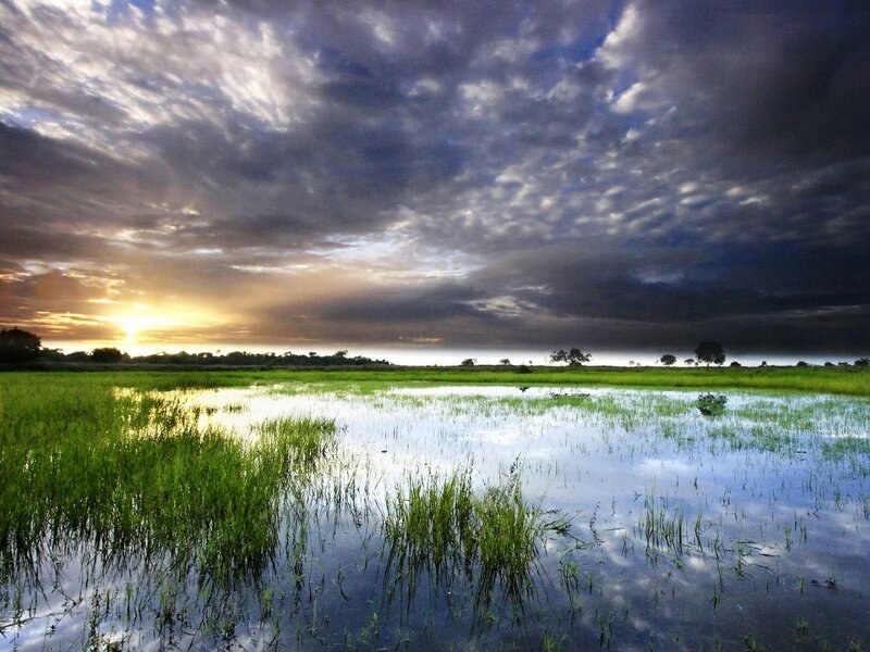 Rice paddy at sunset
