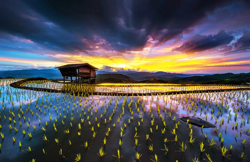 Rice Paddy at Sunset — Yellow