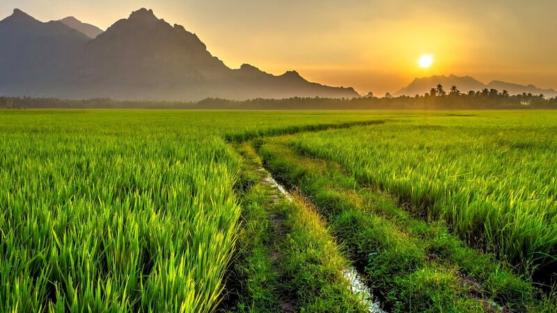 Rice Paddy Field — Green, Serene
