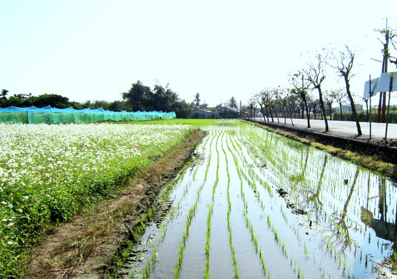 Rice Paddy Field — Green