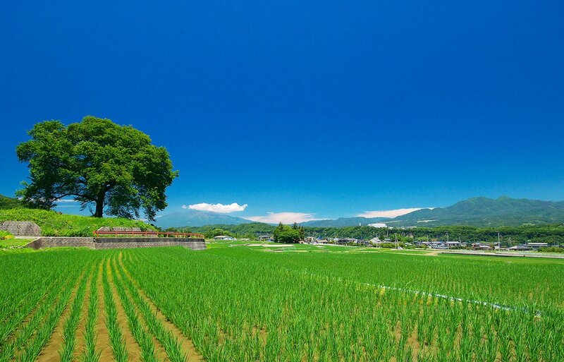 Rice Paddy Field