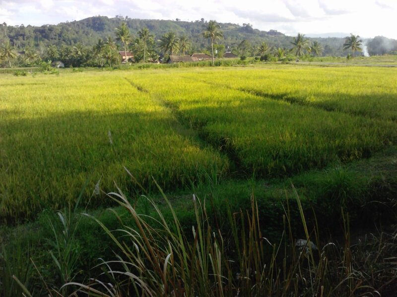 Rice Paddy Fields — Green