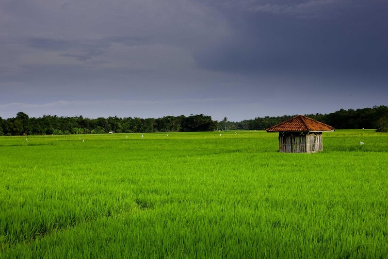 Rice Paddy with Hut — Green, Dramatic
