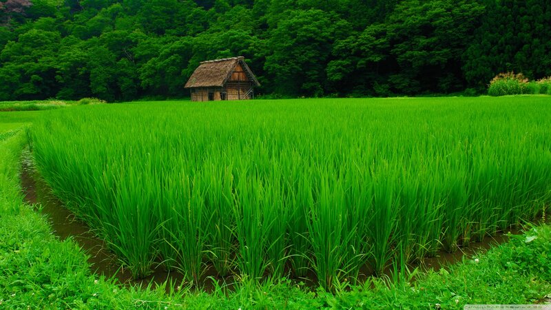 Rice Paddy with Hut — Green, Serene, Afternoon