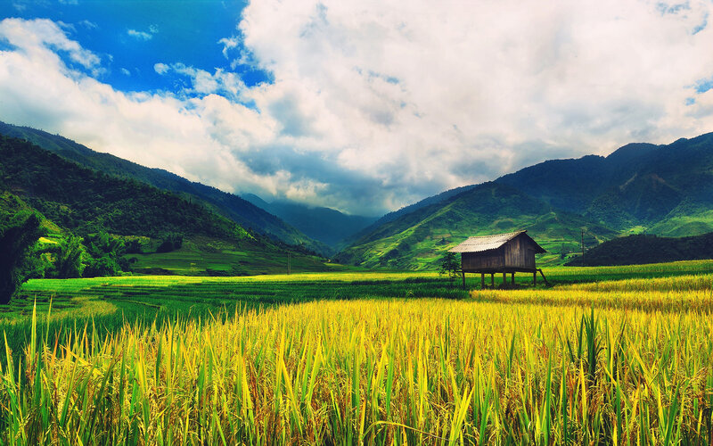 Rice Paddy with Hut — Green, Serene