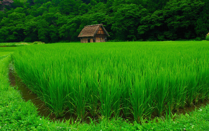 Rice Paddy with Hut — Green