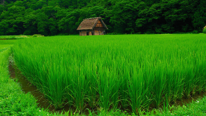 Rice Paddy with Hut