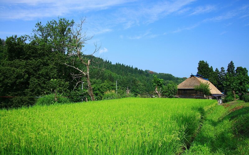 Rice paddy with thatched hut
