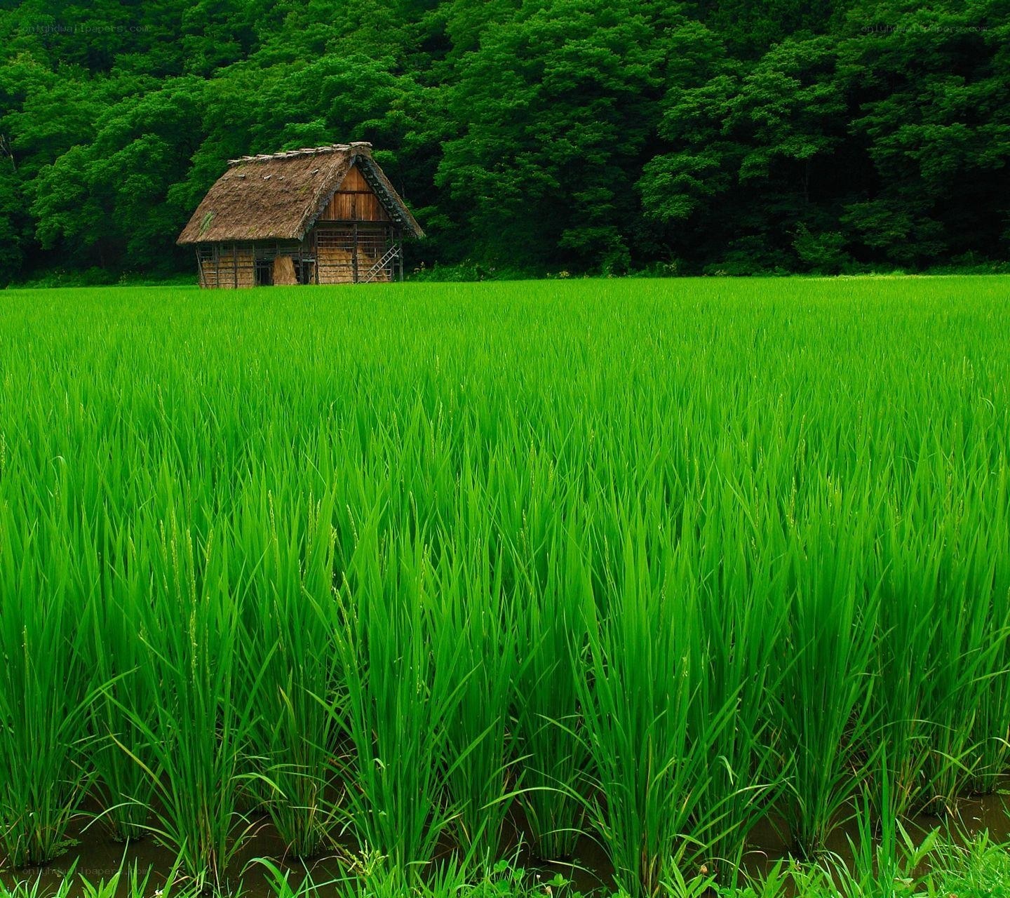 Rice paddy with thatched hut