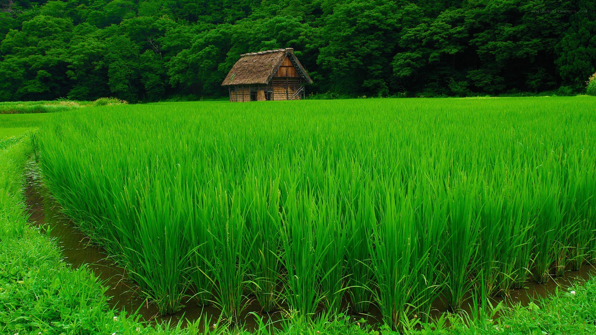Rice paddy with thatched hut