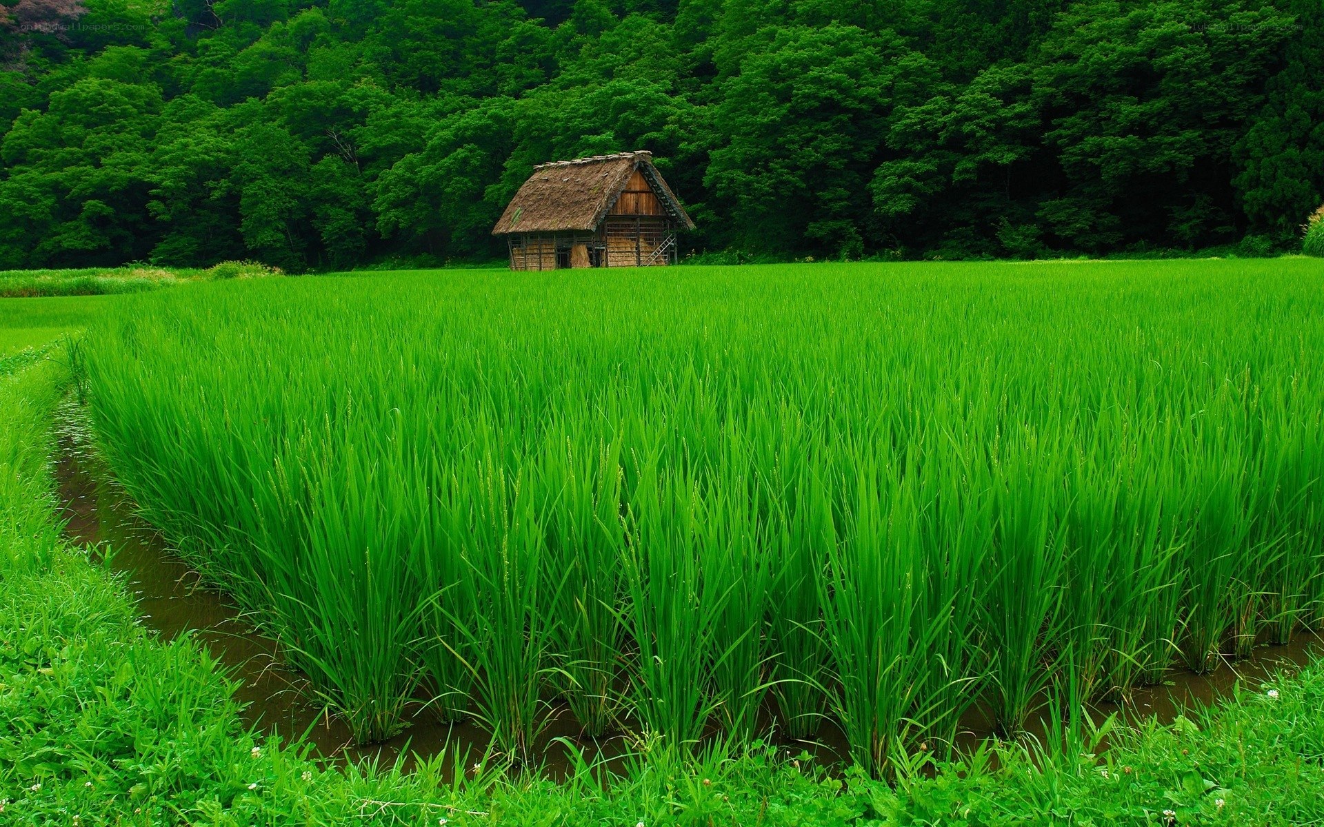 Rice paddy with traditional hut