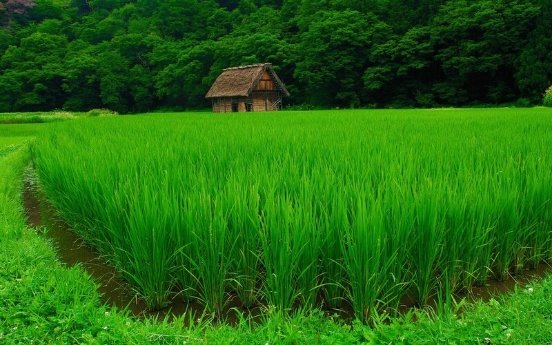 Rice paddy with traditional hut