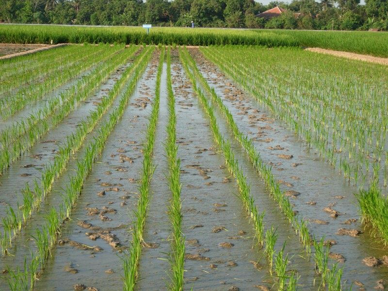 Rice paddy with young seedlings