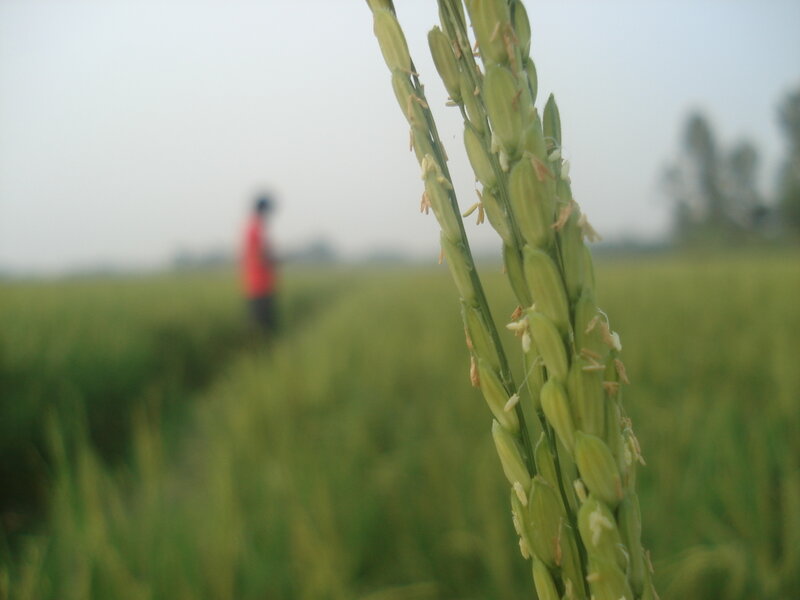 Rice Plant in Field