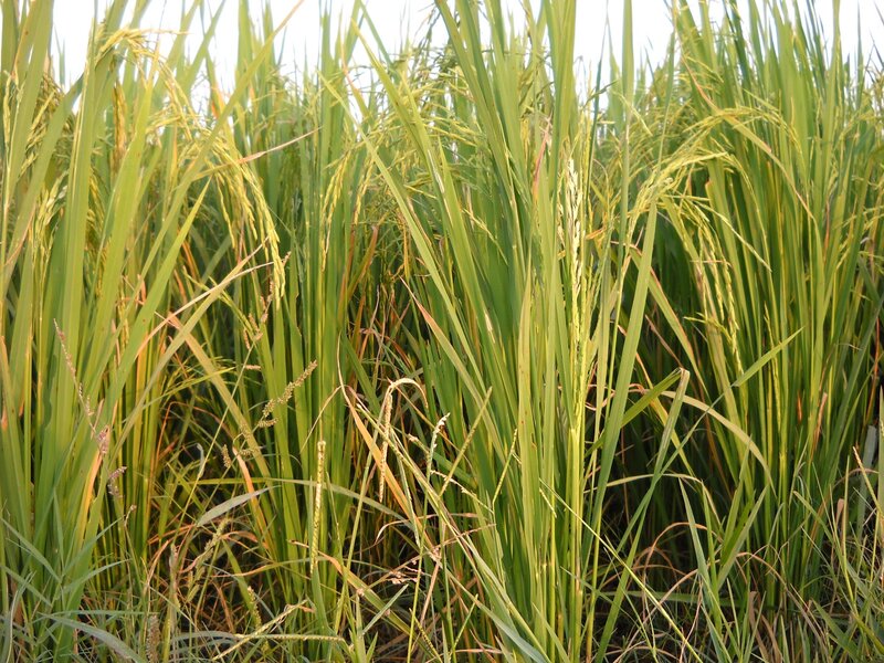 Rice plants in a field