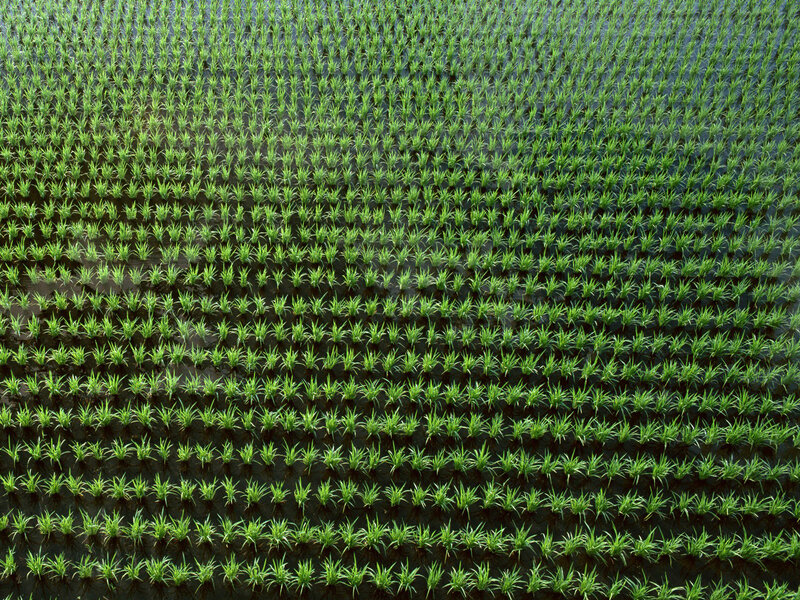 Rice Plants in Paddy