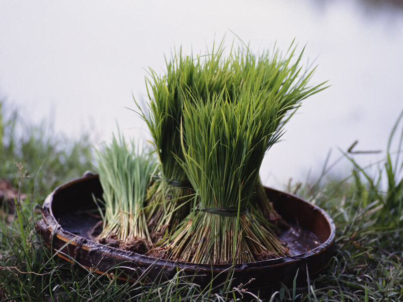 Rice Seedlings in Basket
