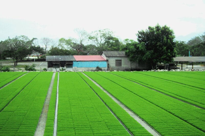 Rice Seedlings in Trays