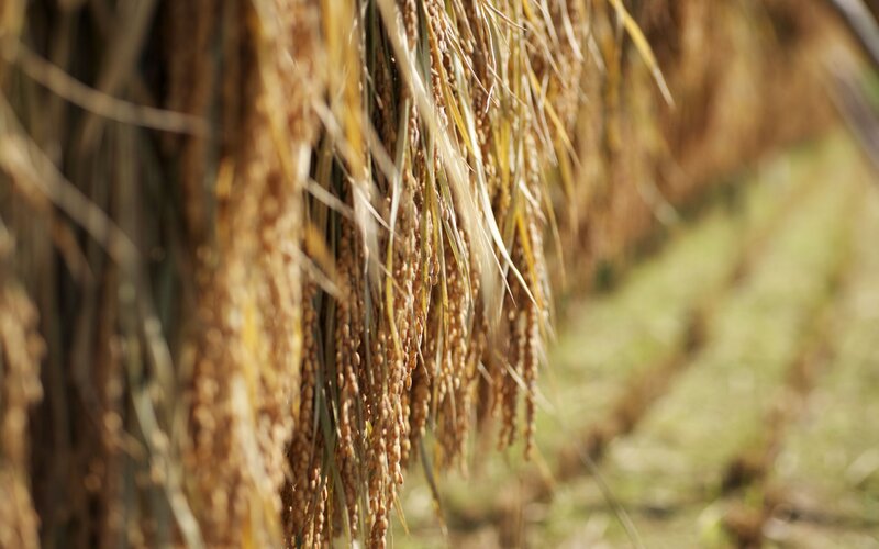 Rice stalks drying in the sun