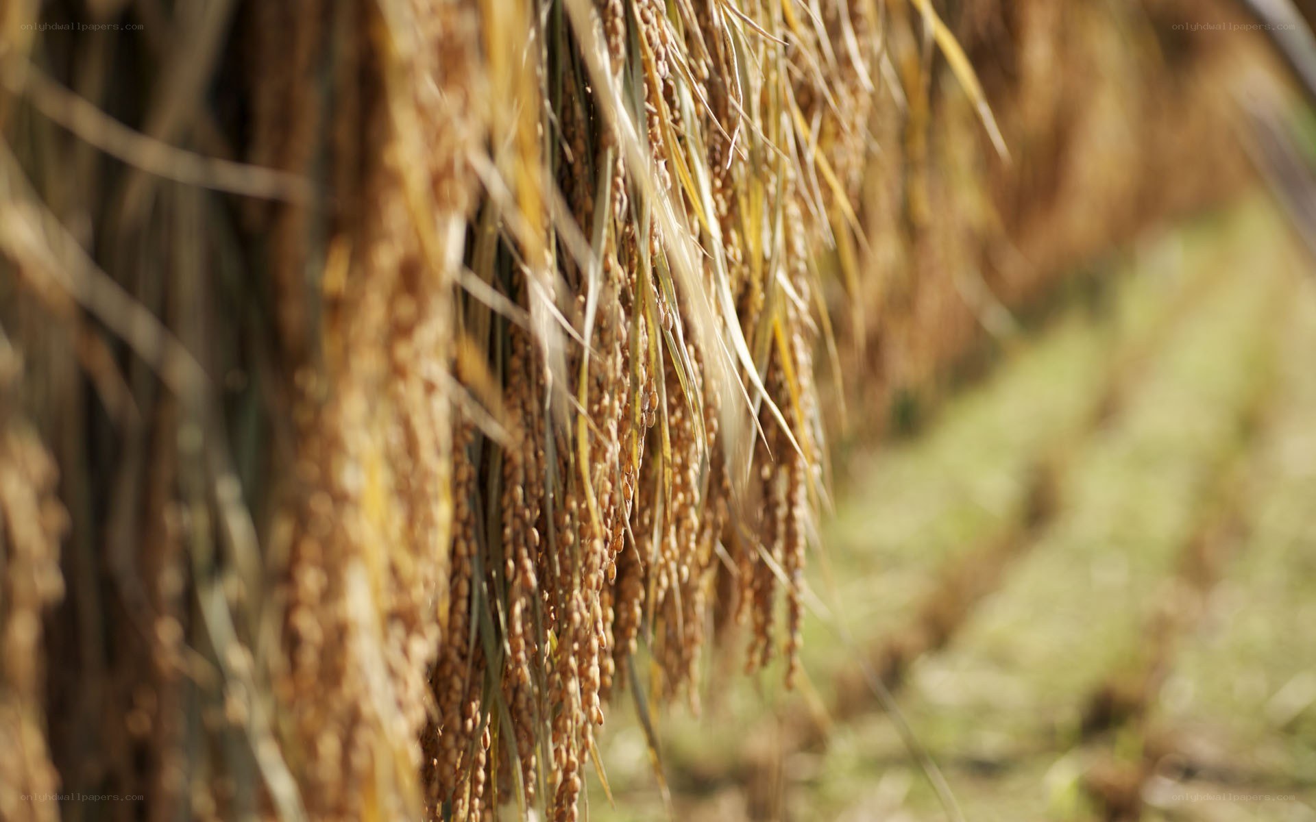 Rice stalks drying in the sun