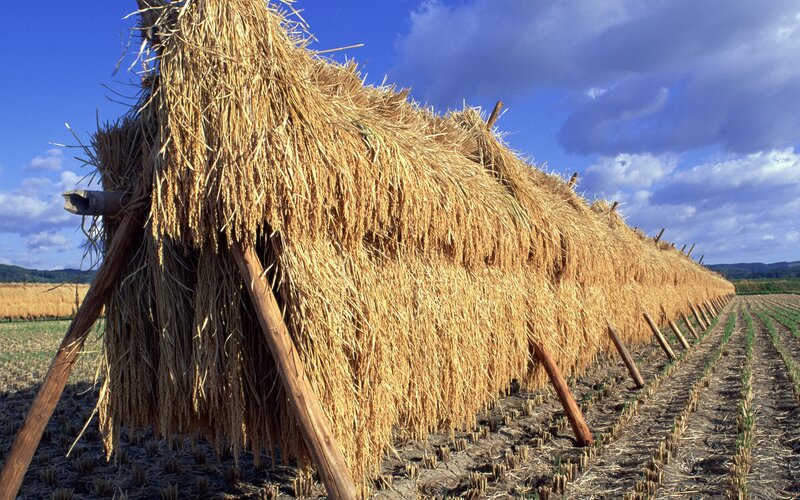 Rice Stalks Drying