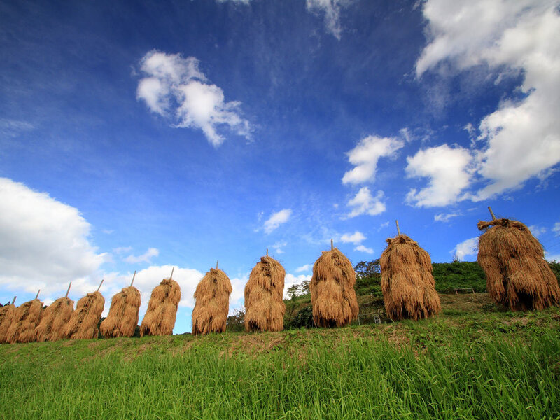 Rice Straw Bundles